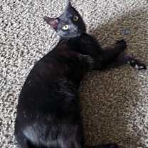 Thumbnail photo of Allen #1