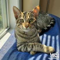 Thumbnail photo of Ruckus #1