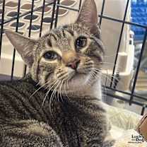 Thumbnail photo of Ruckus #2