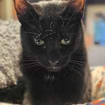 Thumbnail photo of Easton #1