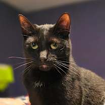 Thumbnail photo of Easton #3