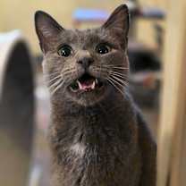 Thumbnail photo of Squeak #1