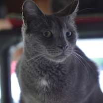 Thumbnail photo of Squeak #2