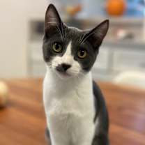 Thumbnail photo of Denali #1