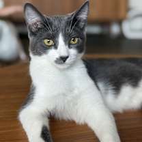 Thumbnail photo of Denali #2