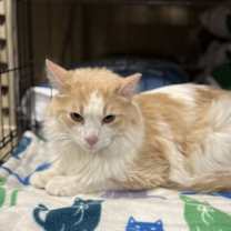 Thumbnail photo of Whiskey #3