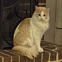 Thumbnail photo of Whiskey #4