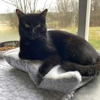 Thumbnail photo of Ham #2