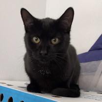 Thumbnail photo of Ham #3