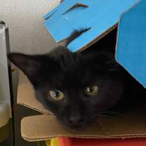 Thumbnail photo of Ham #4