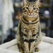 Thumbnail photo of Bridger #1