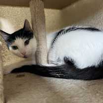 adopt-pet