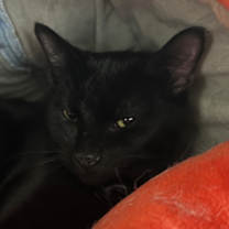 adopt-pet
