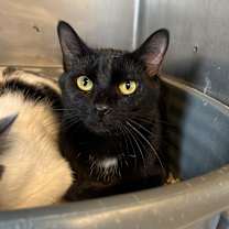 Thumbnail photo of Pepsi #2