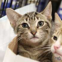 Thumbnail photo of Ruckus #3