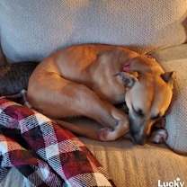 Thumbnail photo of Ruckus #4