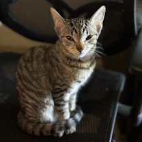 Thumbnail photo of Daisy #1