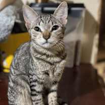 Thumbnail photo of Daisy #2