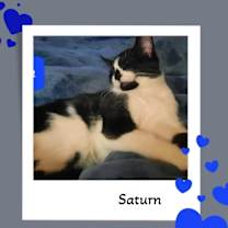 Thumbnail photo of Saturn - Up Please! #1