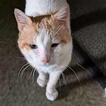 Thumbnail photo of Orange Potato #1