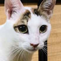 Thumbnail photo of Princess Aurora from kuwait #3