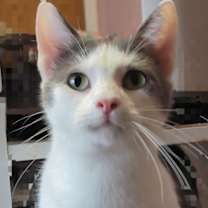 adopt-pet