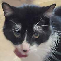 adopt-pet