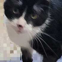 Thumbnail photo of Galaxy #2