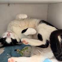 Thumbnail photo of Big Kahuna #1