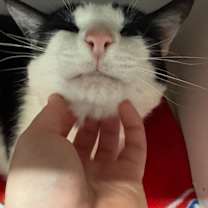 Thumbnail photo of Big Kahuna #3