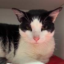 Thumbnail photo of Big Kahuna #4