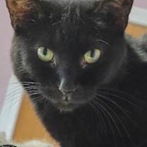 adopt-pet