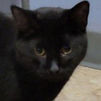 adopt-pet