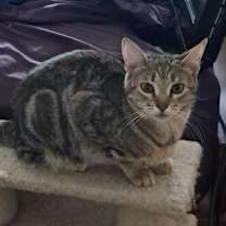 Thumbnail photo of Noel (Spirit Cat) #1