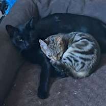 Thumbnail photo of Noel (Spirit Cat) #2