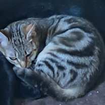 Thumbnail photo of Noel (Spirit Cat) #3