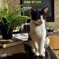 Thumbnail photo of Angel #1