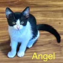 Thumbnail photo of Angel #2