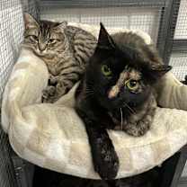 Thumbnail photo of Dolly #3