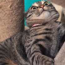 Thumbnail photo of Roxee #1