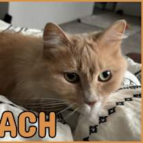 Thumbnail photo of Peach #2
