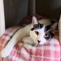 Thumbnail photo of OREO #1