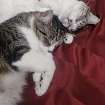 Thumbnail photo of Sushi #4