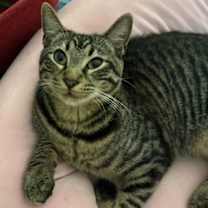 Thumbnail photo of Chester #4