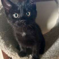 Thumbnail photo of Kai #1