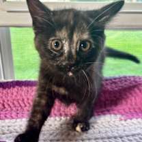 Thumbnail photo of Kelsie #2