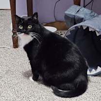 Thumbnail photo of Baxter #4