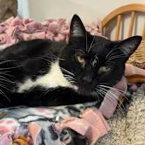 Thumbnail photo of Thief #1