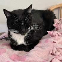 Thumbnail photo of Thief #2