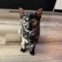 Thumbnail photo of Tigger #2